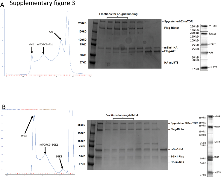 Supplementary Figure 3