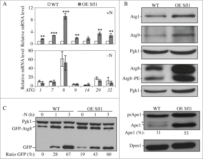 Figure 5.