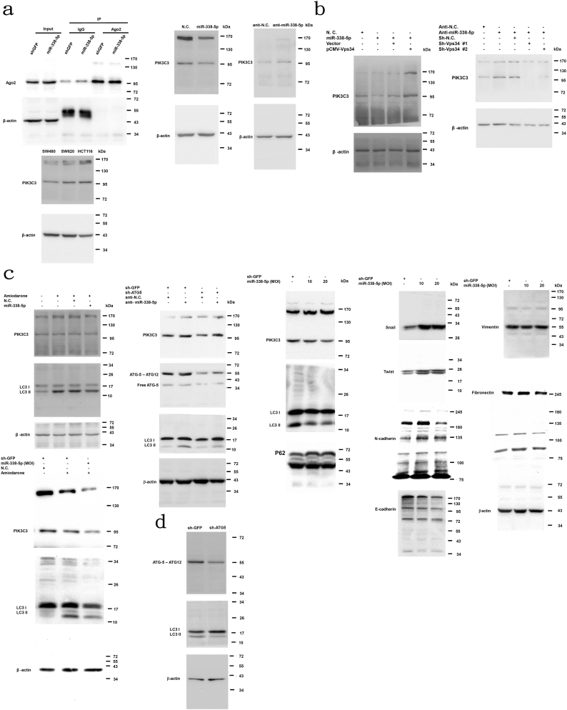 Supplementary Fig. S6