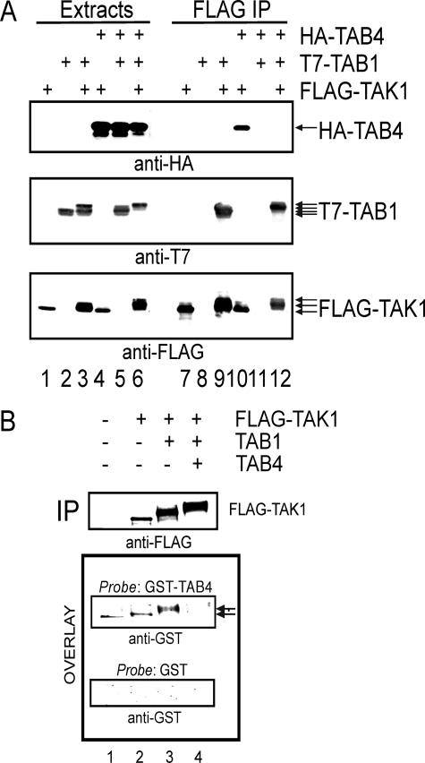 FIGURE 3.