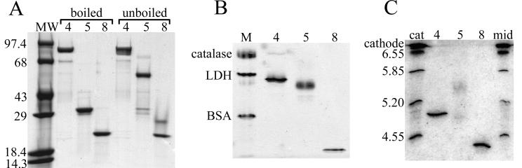 FIG. 5