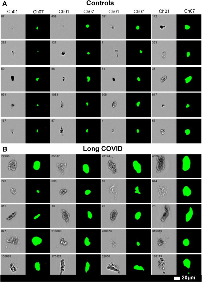 Fig. 7