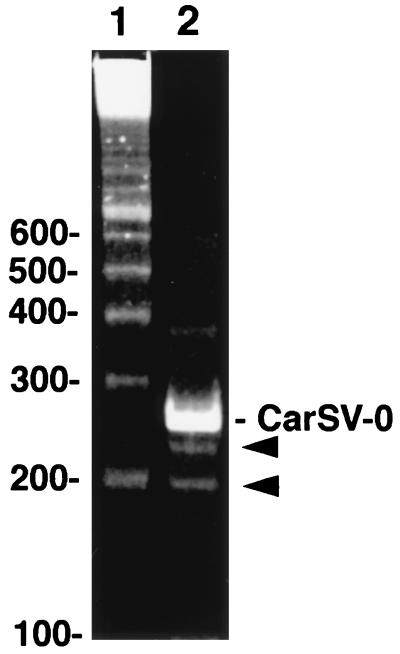 FIG. 7