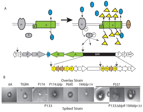 FIG 1 