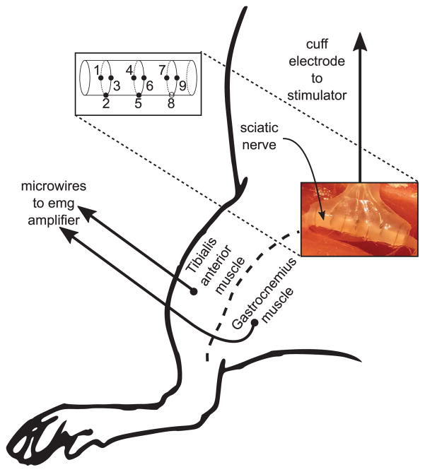 Fig. 13