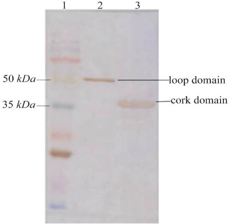 Figure 4.