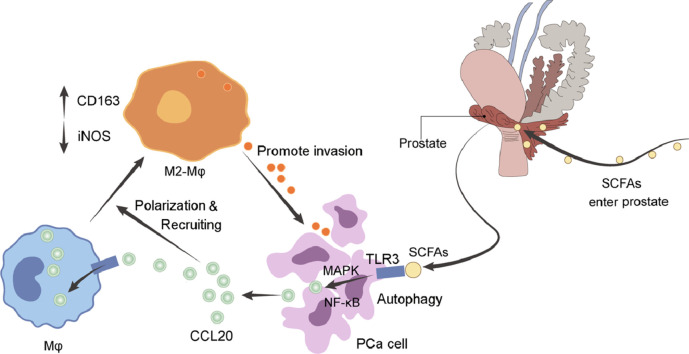 Image, graphical abstract