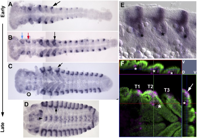 Fig. 6.