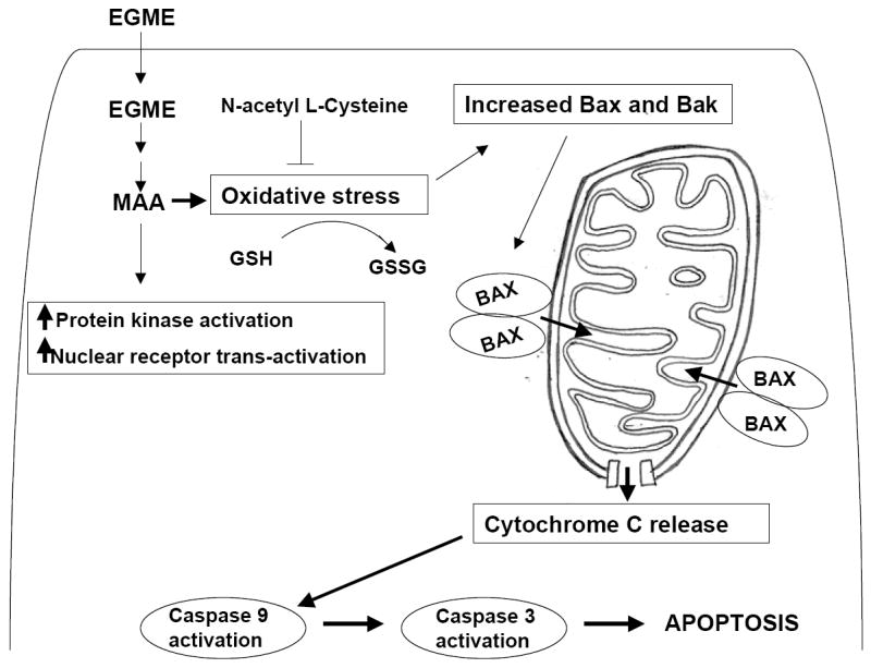 Fig.2