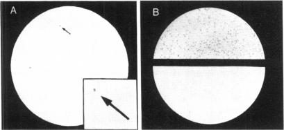 graphic file with name pnas00361-0220-a.jpg