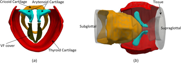 Reconstructed geometrical model showing the individual components from a supraglottal view (a)and from a posterior view (b). For clarity, the VF body and other connecting tissue are not shown here.