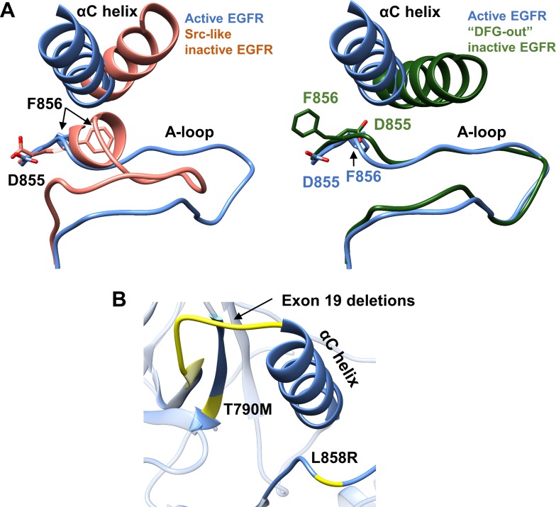 Structural characterization of EGFR exon 19 deletion mutation using ...