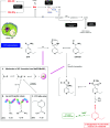 Scheme 4