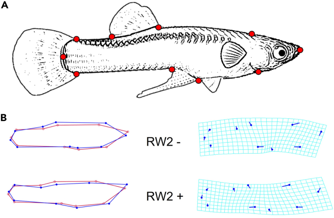 Figure 4