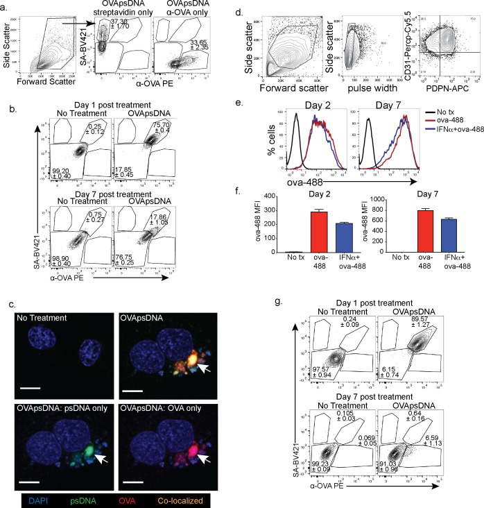 Figure 1—figure supplement 1.