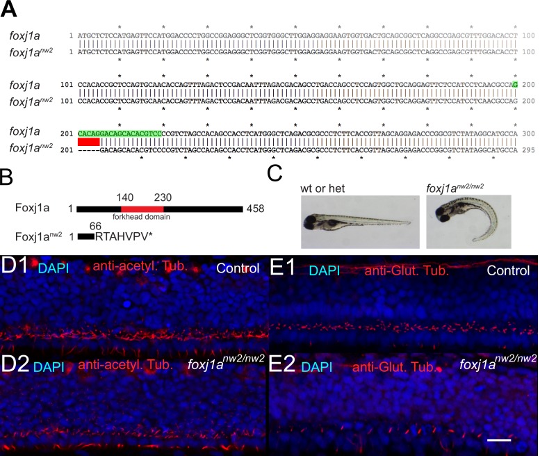 Figure 4—figure supplement 1.