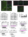 <b>FIG. 2.</b>