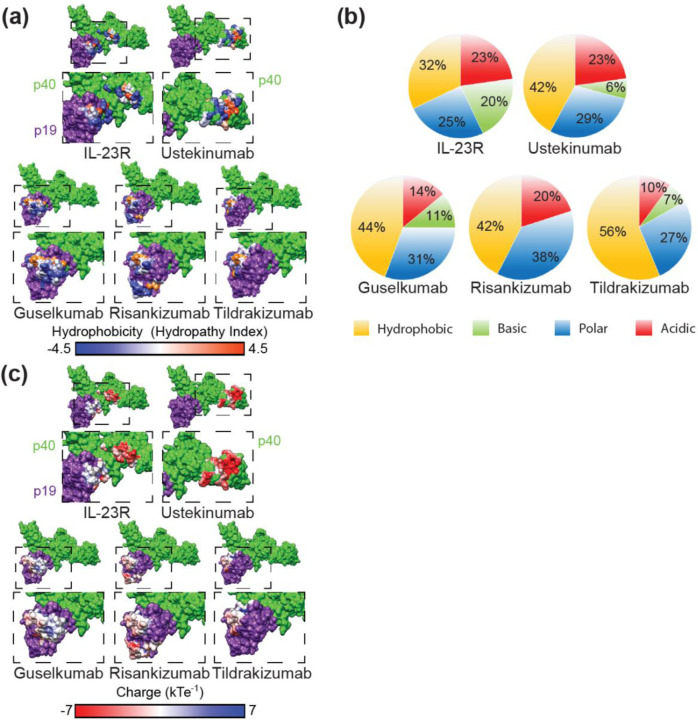 Structural basis for differential p19 targeting by IL-23 biologics - PMC