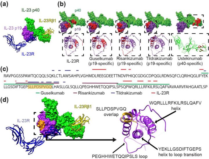 Structural basis for differential p19 targeting by IL-23 biologics - PMC