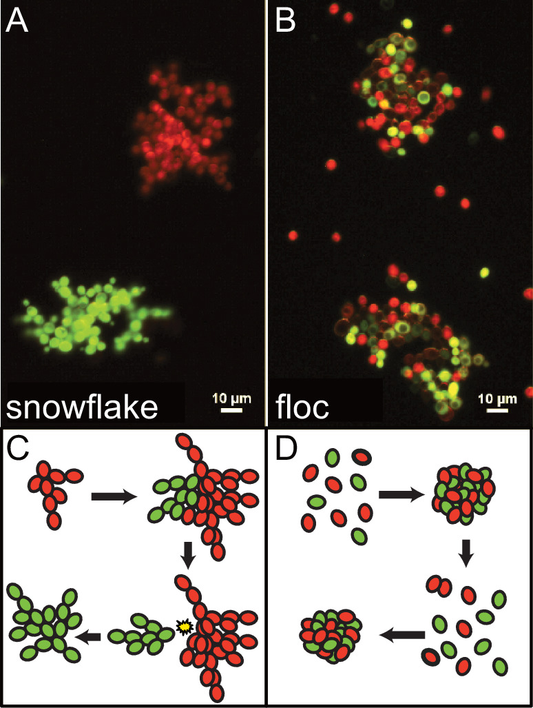 Figure 2—figure supplement 3.