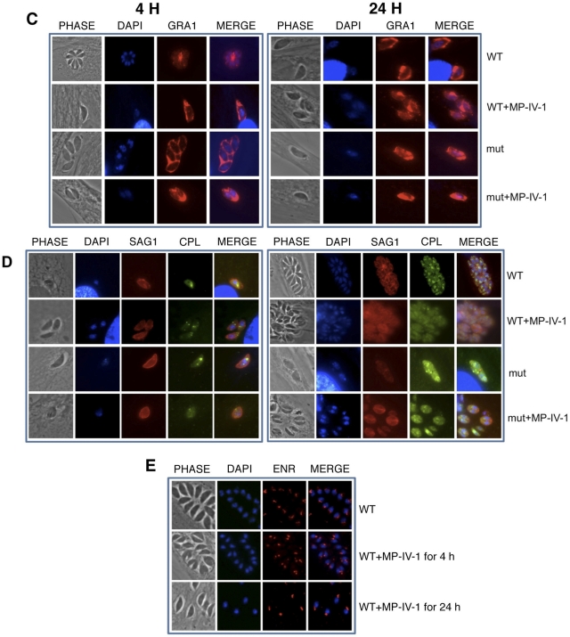 Fig 4