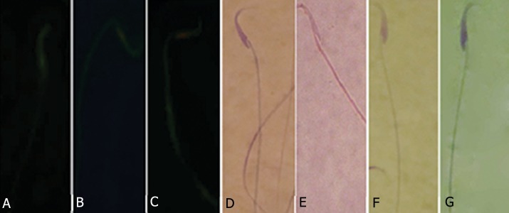 Fig.6