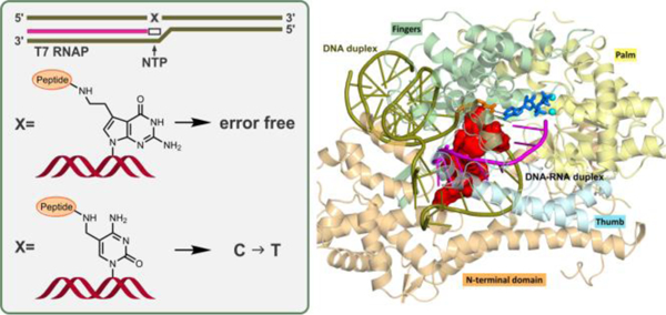 graphic file with name nihms-1674974-f0001.jpg