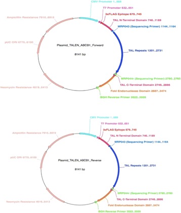 Fig. 11 (abstract P35)