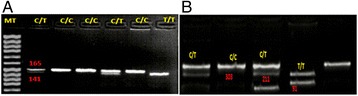 Fig. 2 (abstract P9)