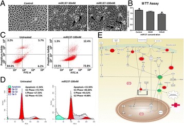 Fig. 29 (abstract P85)