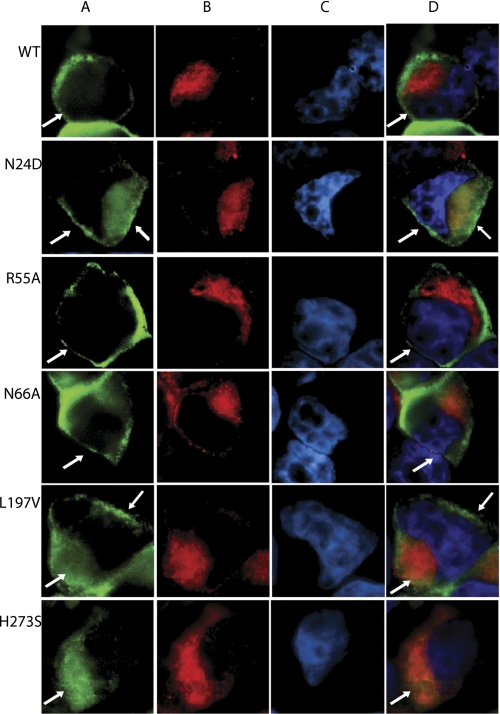 FIGURE 3.