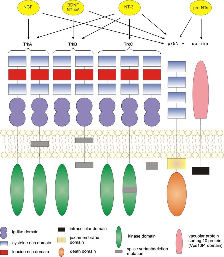 Fig. 1