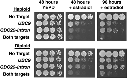 Figure 2.—