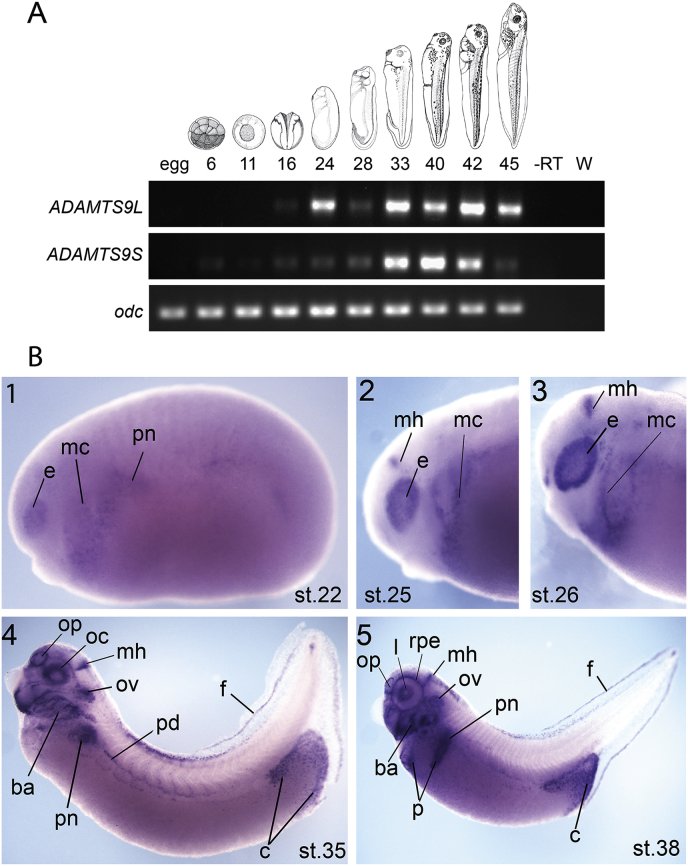 Fig. 6