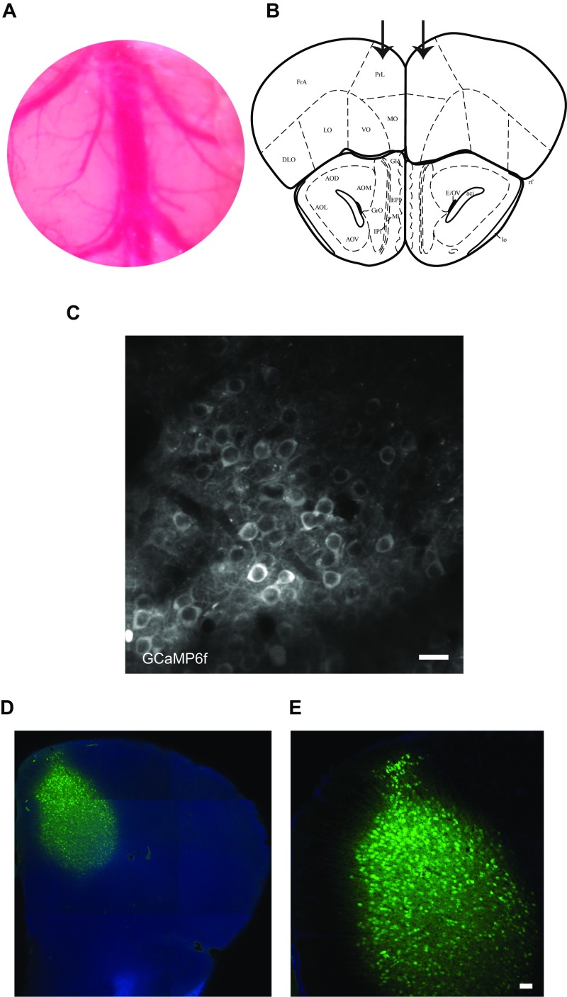 Fig. S1.