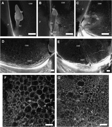 Figure 4.—