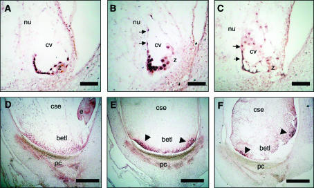 Figure 5.—