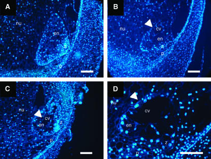 Figure 3.—