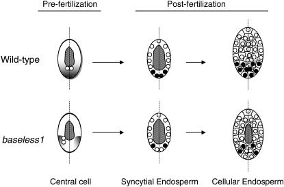 Figure 7.—