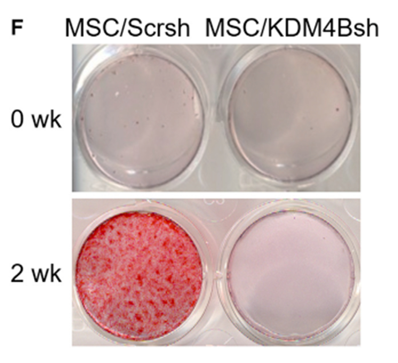 Figure 3F.