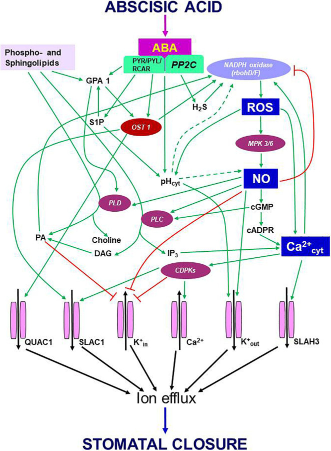 FIGURE 1