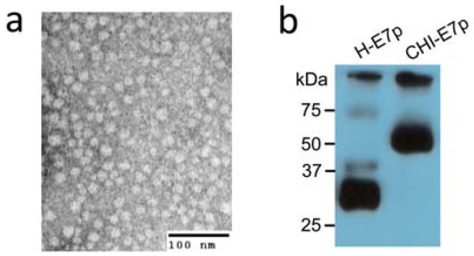 Fig. (2)