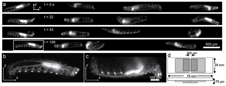 Fig. 6