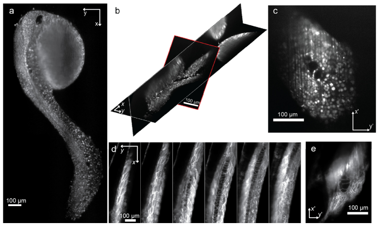 Fig. 7