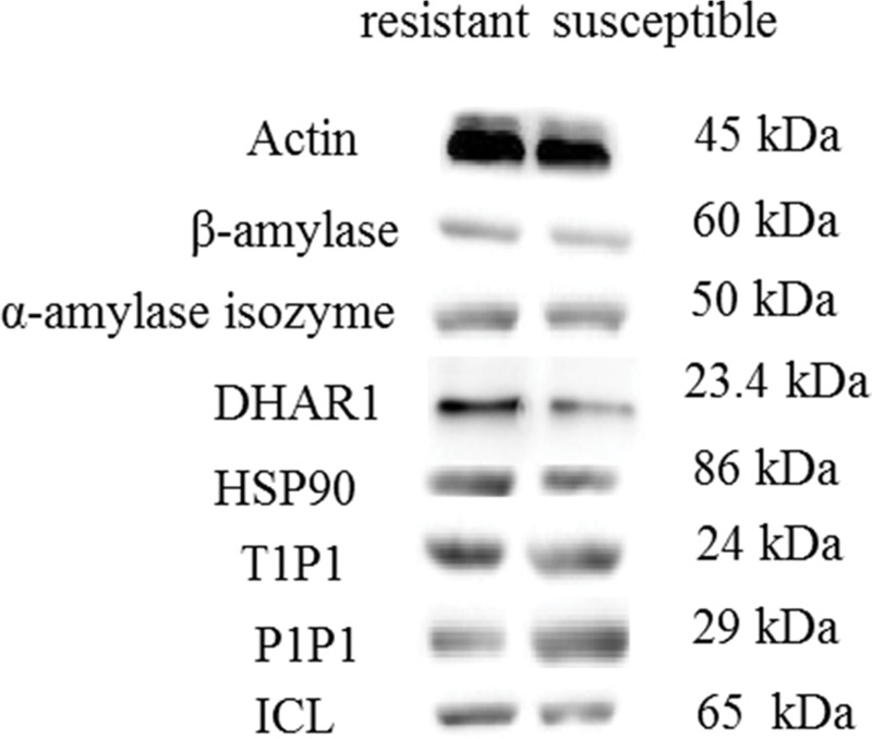 Fig 5