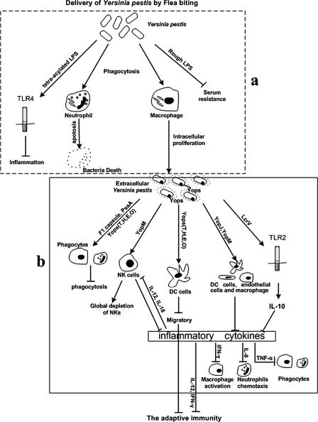 FIG. 1.