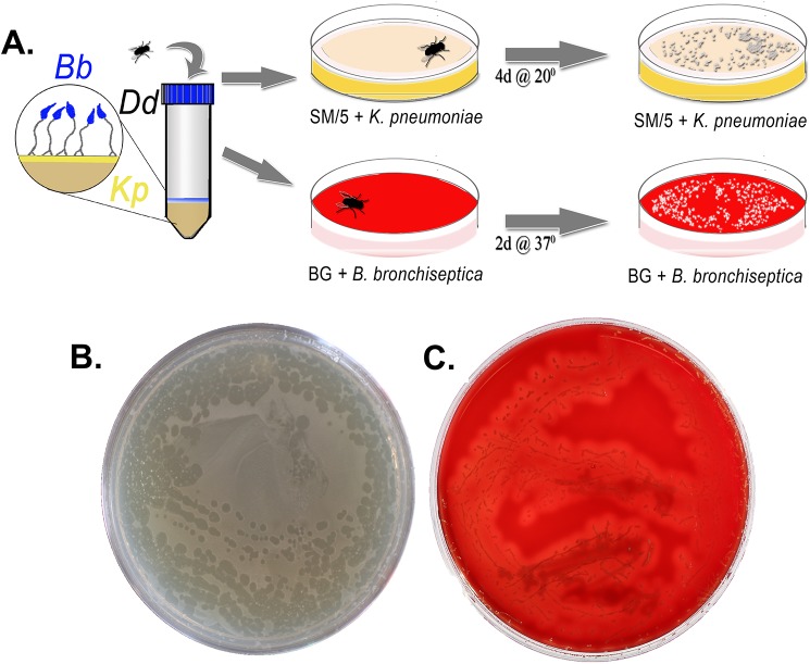 Fig 9