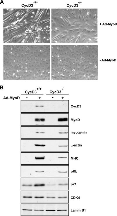 FIG. 11.