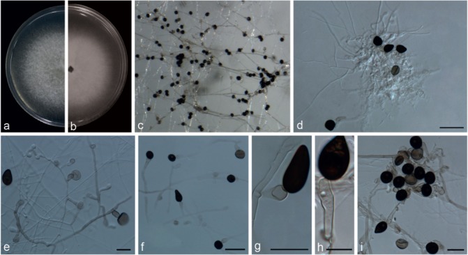 Fig. 16