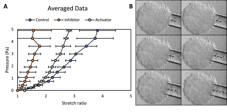 Figure 4—figure supplement 1.